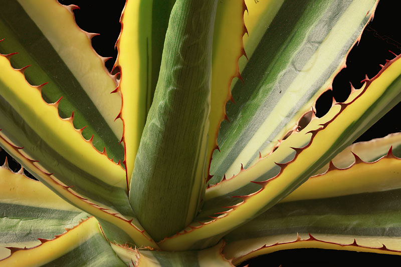 Agave lophantha 'quadricolor'